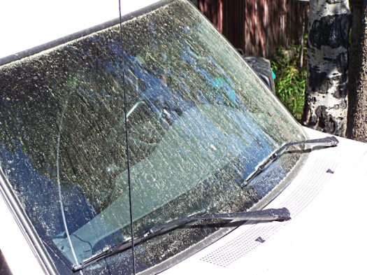 windshield pollen