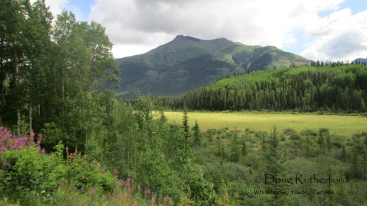 Moose meadows, near Gnat Creek summit.
