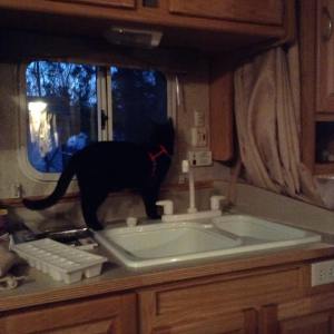 Darcy at the window. 